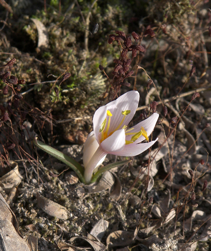 Image of Colchicum zangezurum specimen.
