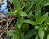 Myosotis palustris