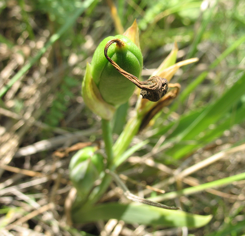 Image of Iris aphylla specimen.