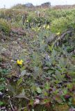 genus Hieracium. Куртина цветущих растений. Кольский п-ов, Восточный Мурман, Дальние Зеленцы, под северным холодным и сырым склоном. 24.08.2015.