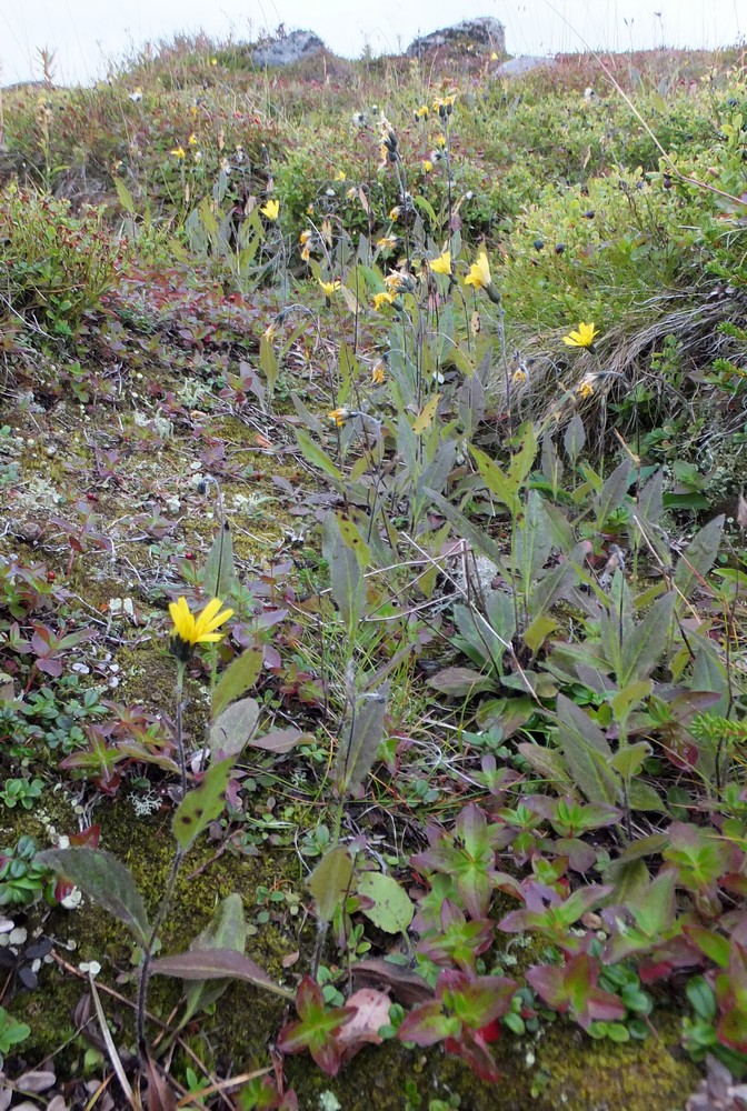 Image of genus Hieracium specimen.