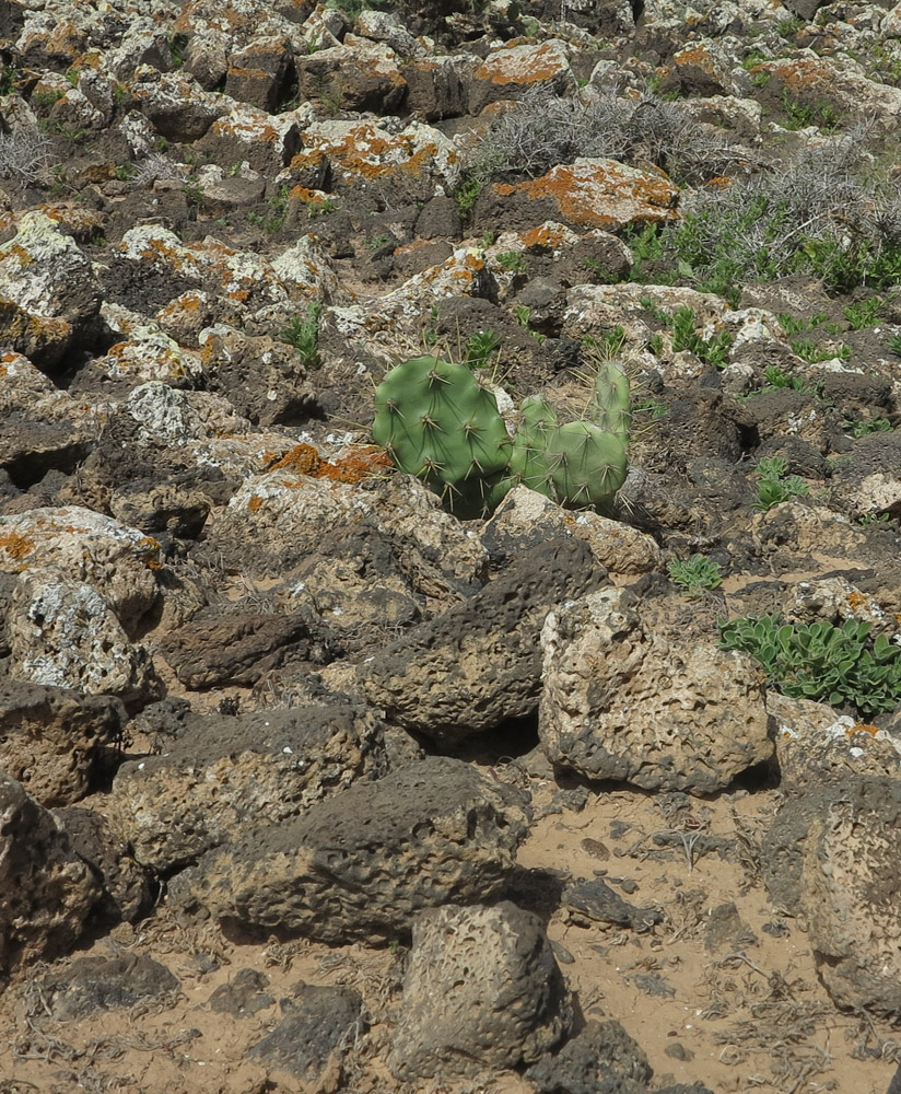 Изображение особи Opuntia dillenii.