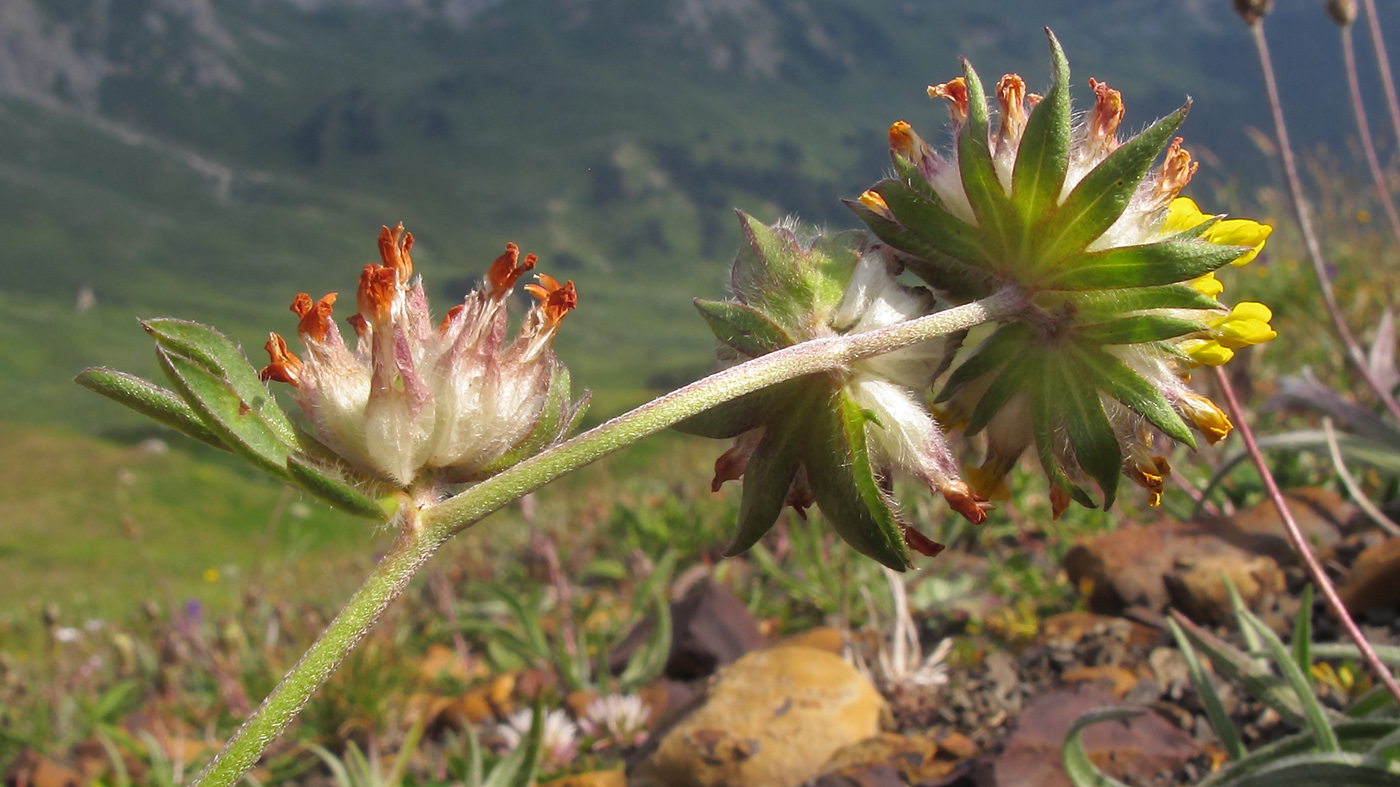 Image of Anthyllis lachnophora specimen.