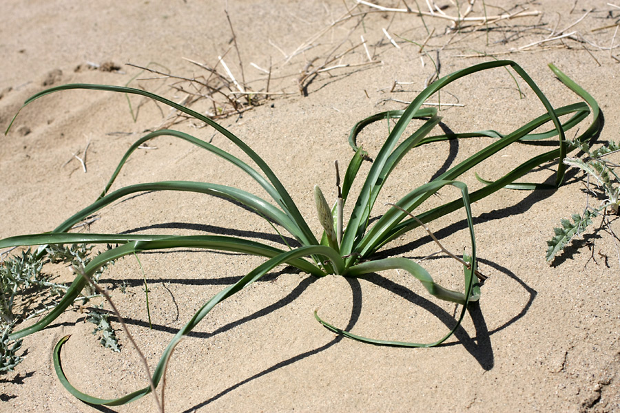 Image of Eremurus inderiensis specimen.