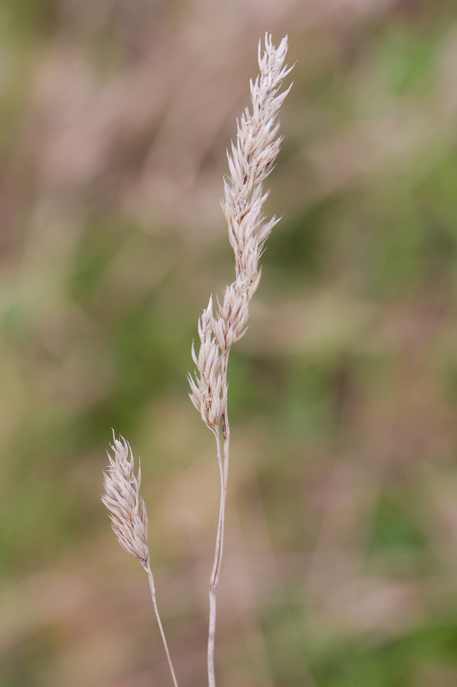 Изображение особи Dactylis glomerata.