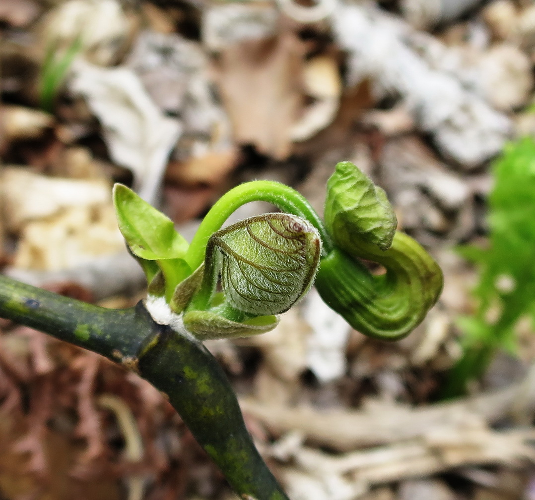 Image of Aristolochia manshuriensis specimen.