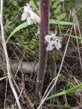 Orobanche crenata. Нижняя часть соцветия и основание стебля. Испания, автономное сообщество Каталония, провинция Жирона, комарка Баш Эмпорда, муниципалитет Калонже, обочина полевой дороги вдоль реки. 16.05.2016.