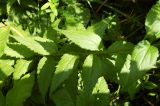 Adenophora lamarckii. Часть побега. Новосибирская обл., Мошковский р-н, кустарниковые заросли на окраине смешанного леса. 19.07.2009.