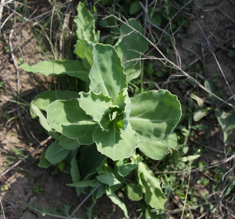 Image of Oberna csereii specimen.