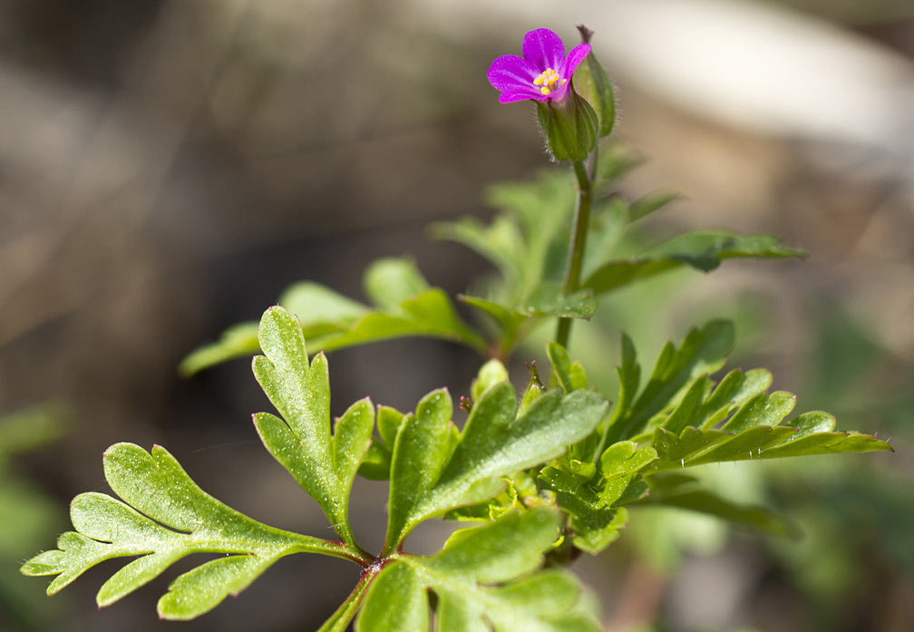 Изображение особи Geranium robertianum.