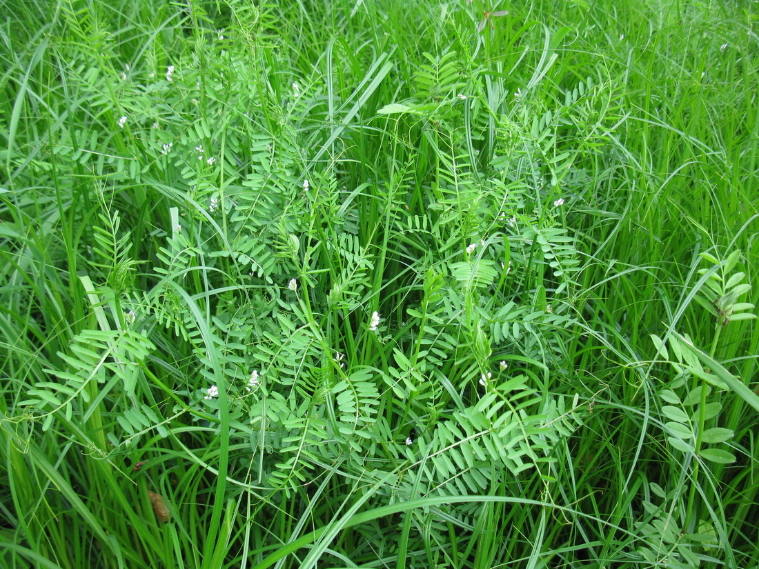 Image of Vicia hirsuta specimen.