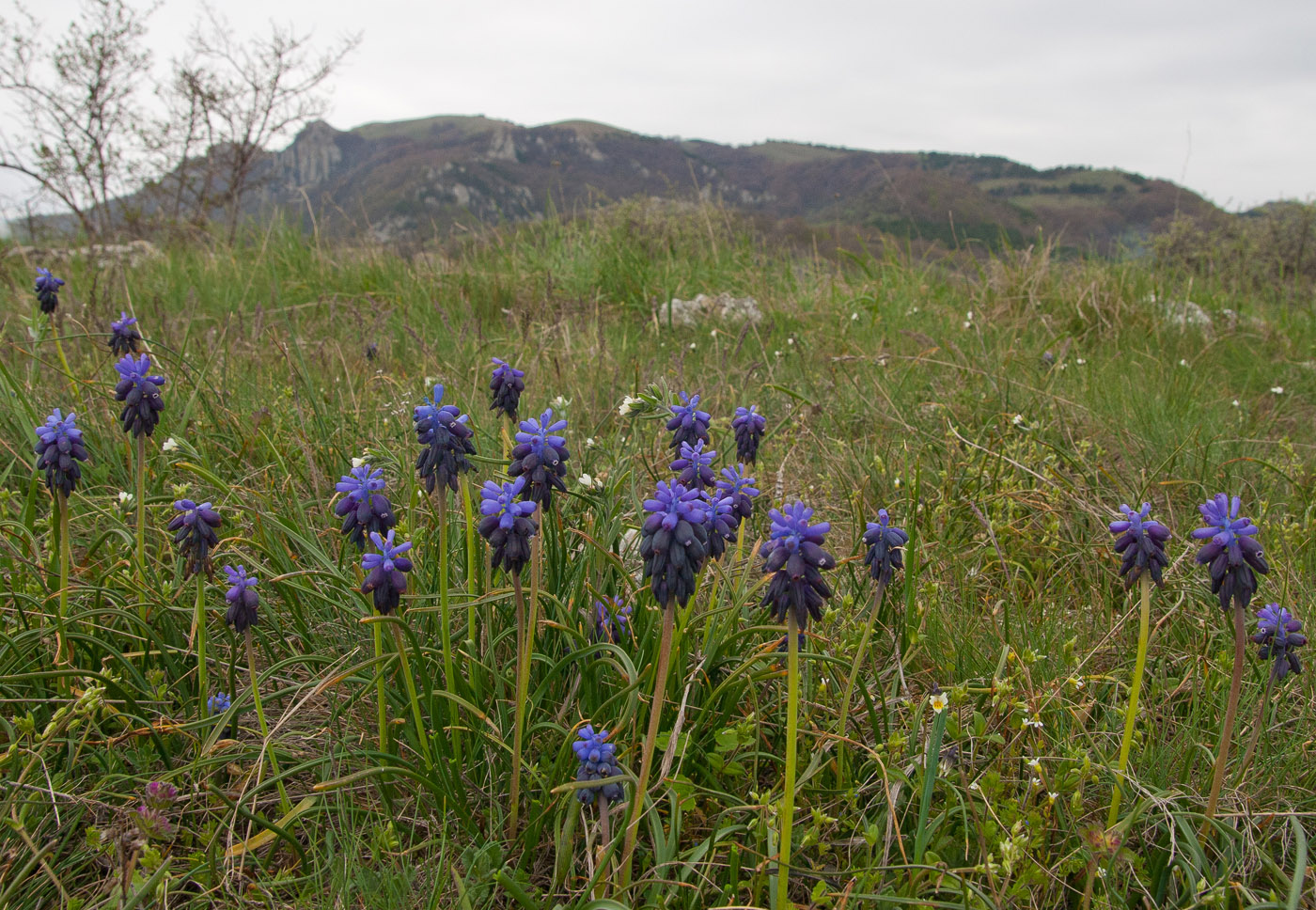 Изображение особи Muscari neglectum.