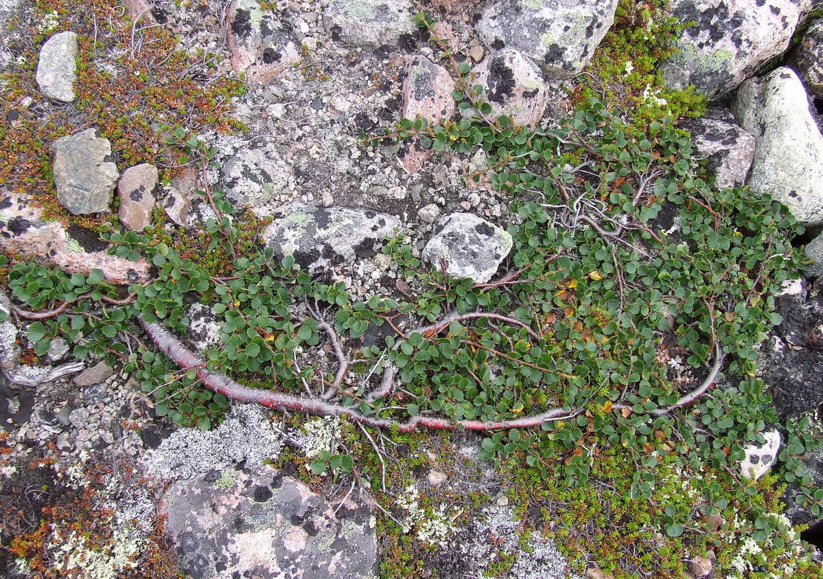 Image of Betula nana specimen.