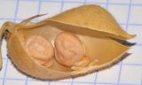 Cicer arietinum