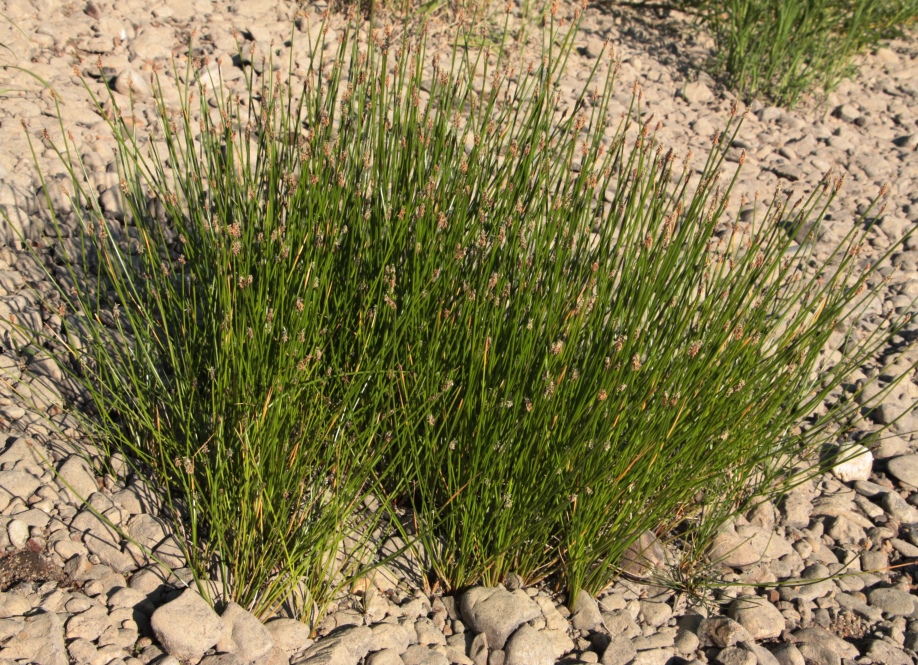 Изображение особи Eleocharis austriaca.