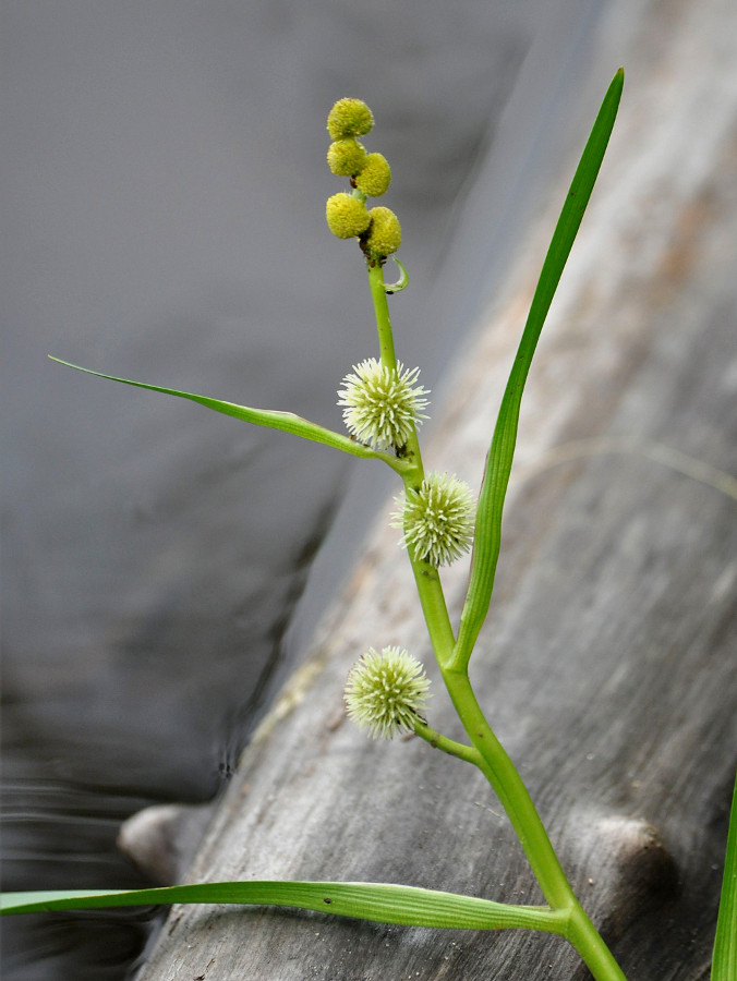 Image of Sparganium emersum specimen.