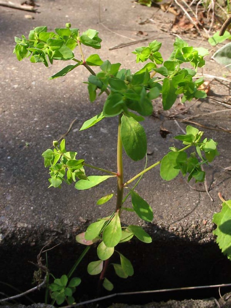 Image of Euphorbia peplus specimen.