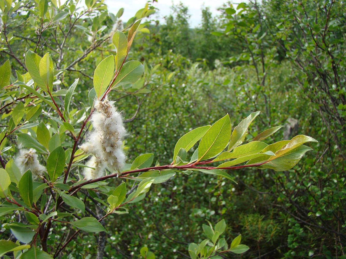 Image of Salix phylicifolia specimen.