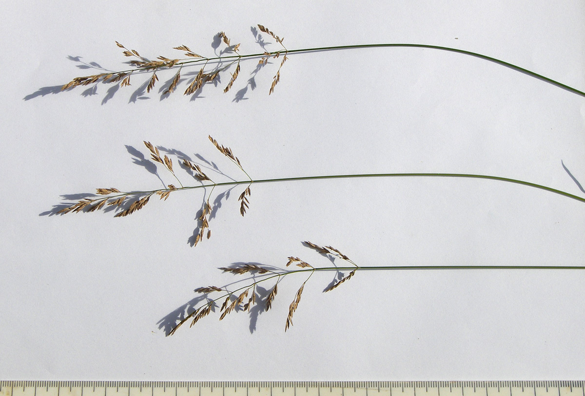 Image of Poa pratensis specimen.