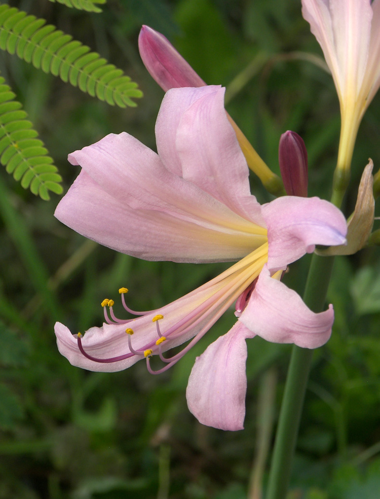 Image of Lycoris squamigera specimen.