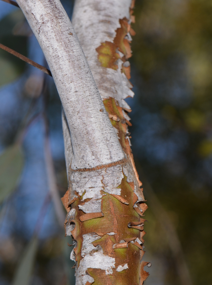 Изображение особи Eucalyptus caesia.