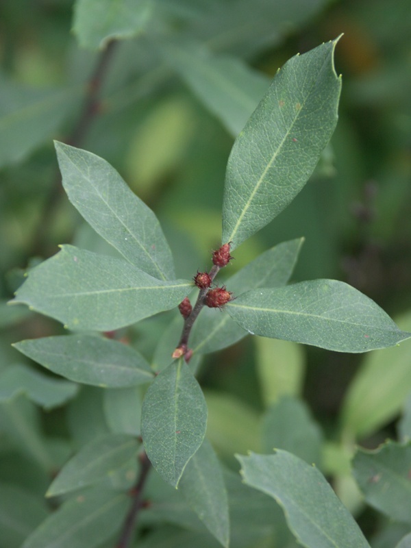 Image of Myrica gale specimen.