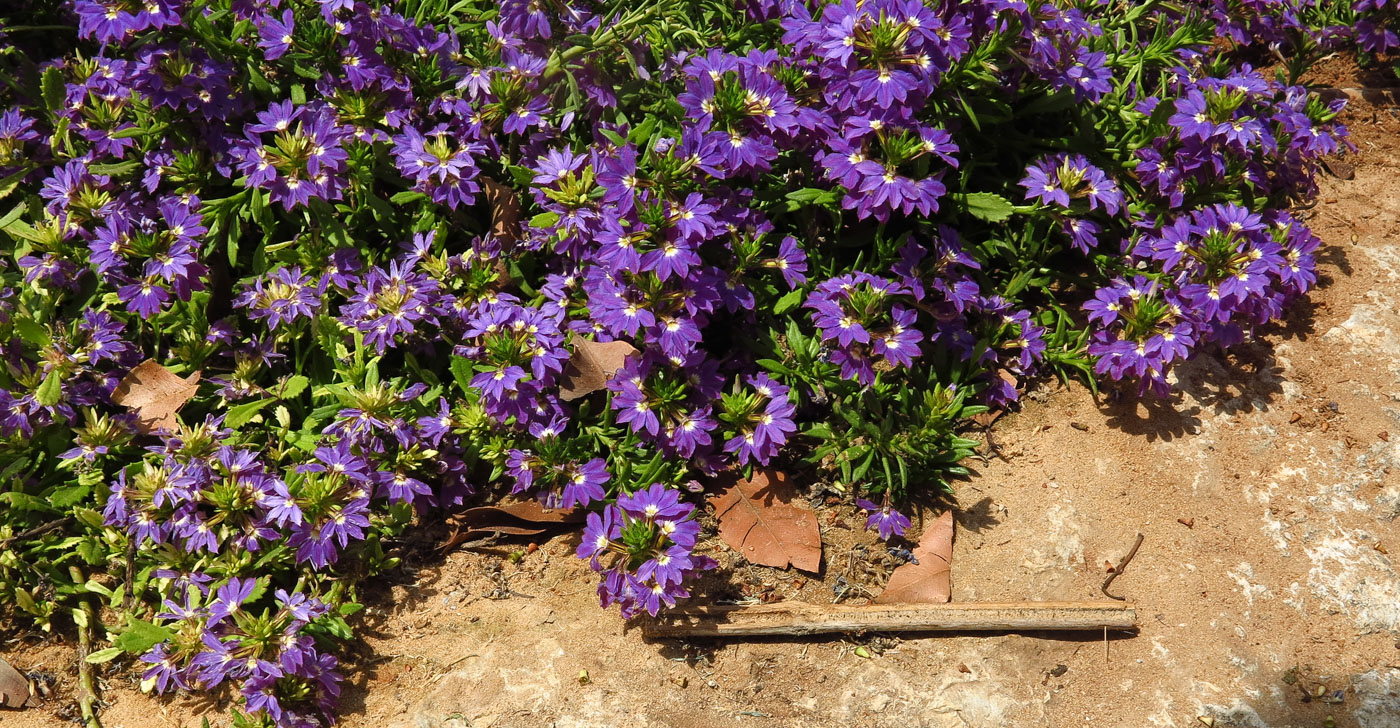 Изображение особи Scaevola humilis.