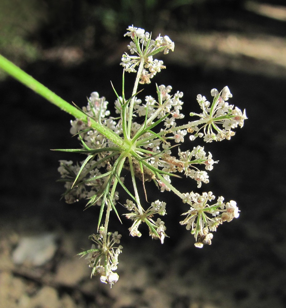 Изображение особи Daucus carota.