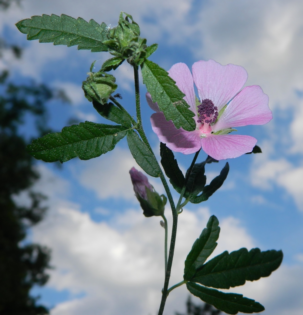 Изображение особи Althaea narbonensis.