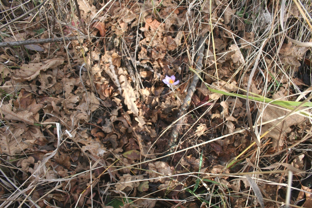 Image of Crocus speciosus specimen.