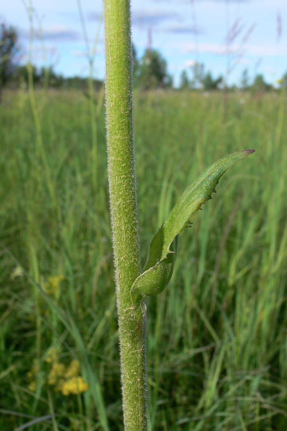 Image of Ligularia fischeri specimen.