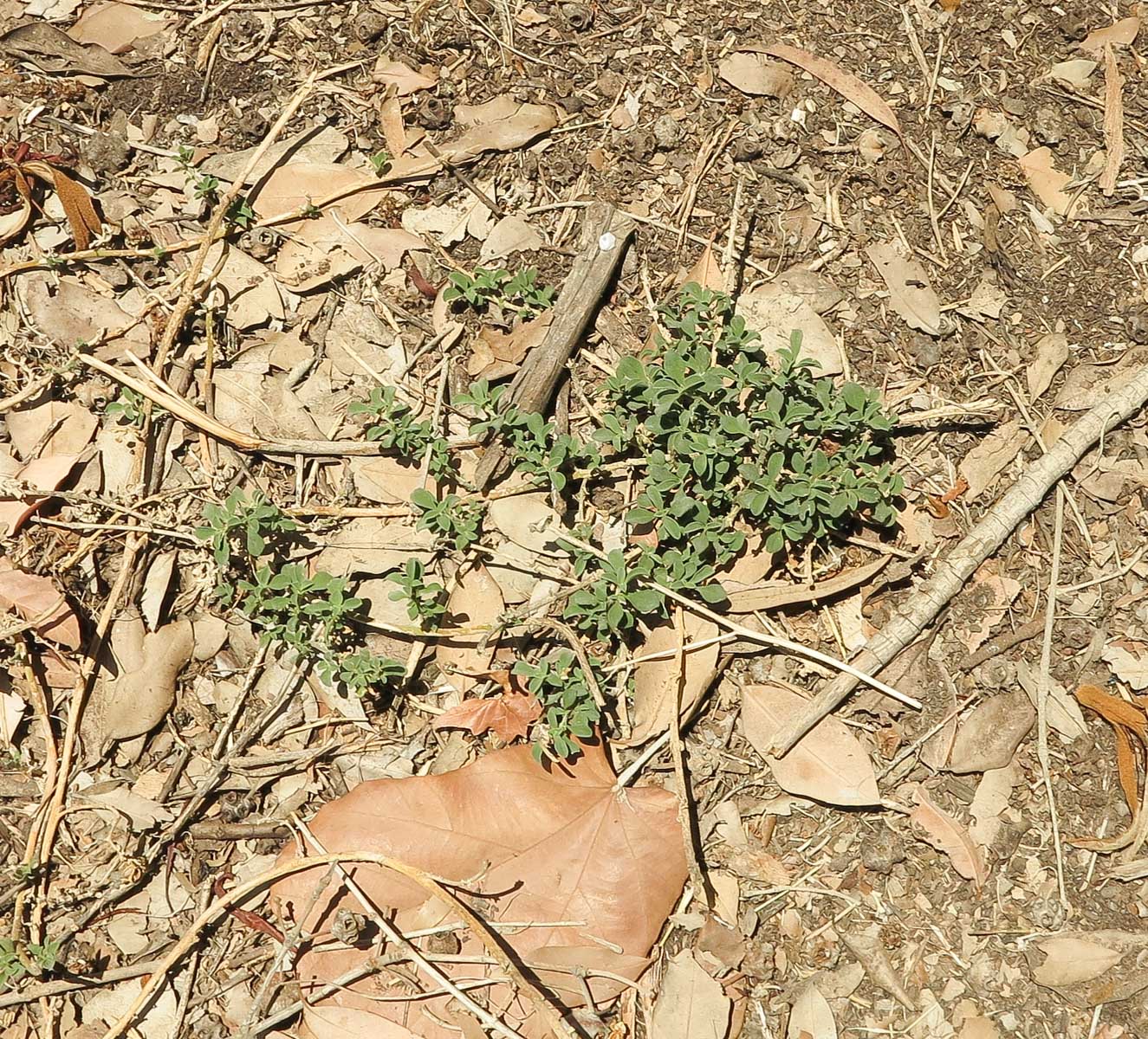 Изображение особи Galenia pubescens.