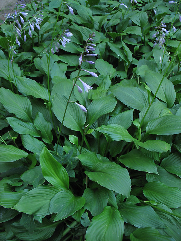 Image of Hosta albomarginata specimen.