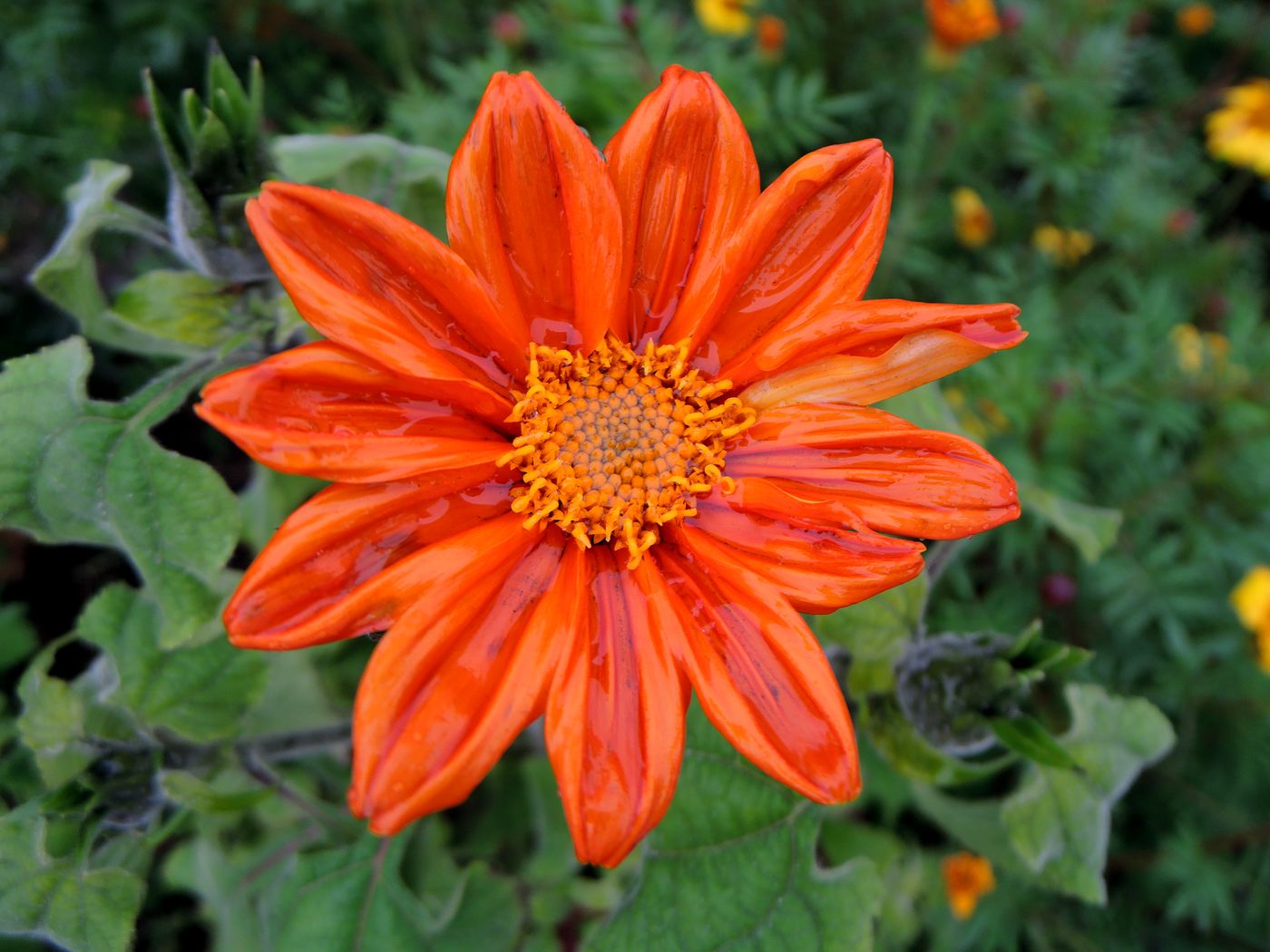 Изображение особи Tithonia rotundifolia.