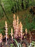 Orobanche laxissima