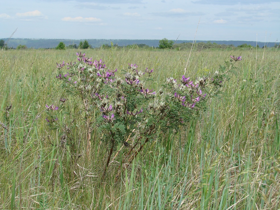 Image of Astragalus suffruticosus specimen.
