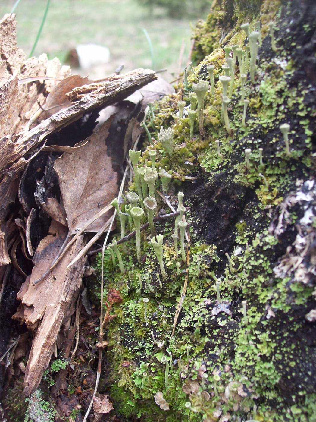 Image of Cladonia carneola specimen.