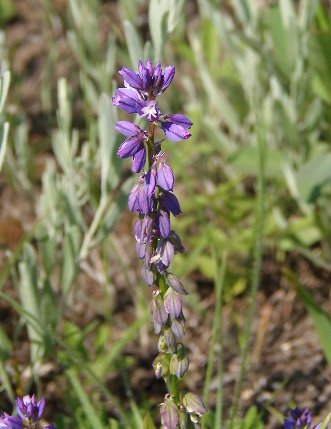 Image of Polygala comosa specimen.