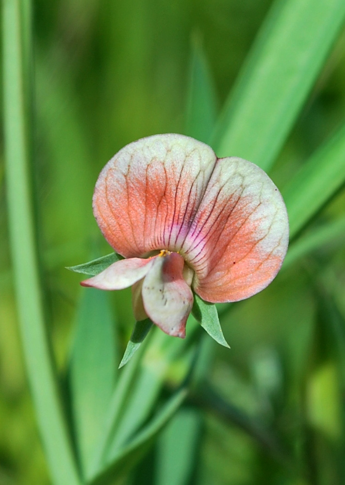 Изображение особи Lathyrus cicera.