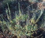 Artemisia lessingiana