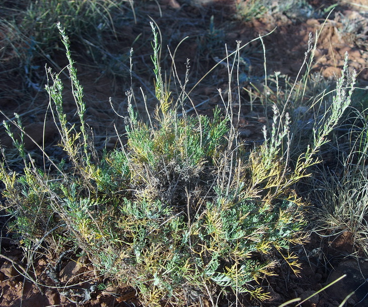 Изображение особи Artemisia lessingiana.