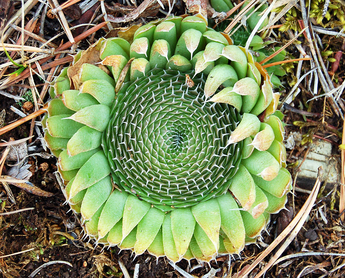 Изображение особи Orostachys spinosa.