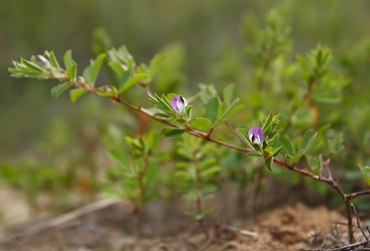 Image of Kummerowia striata specimen.