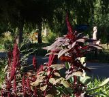 Amaranthus hypochondriacus