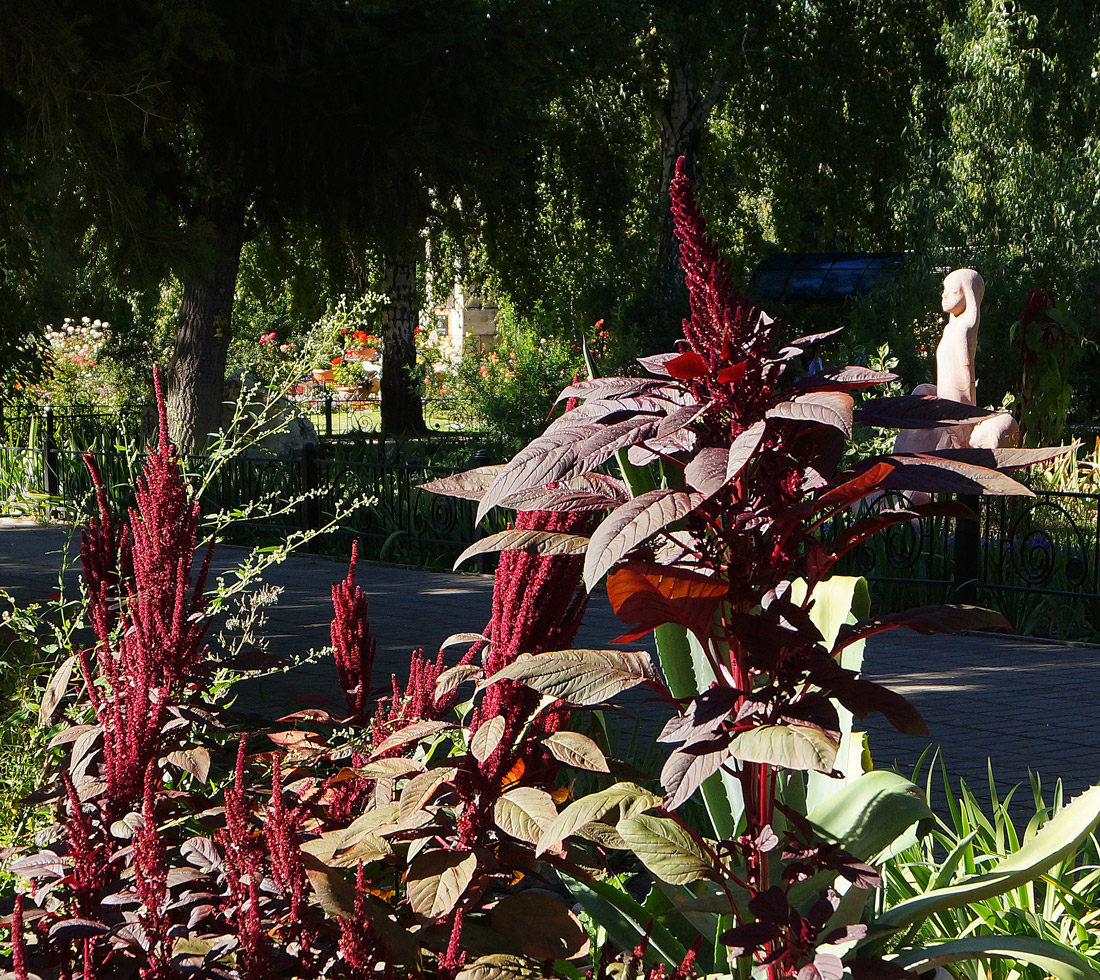 Image of Amaranthus hypochondriacus specimen.