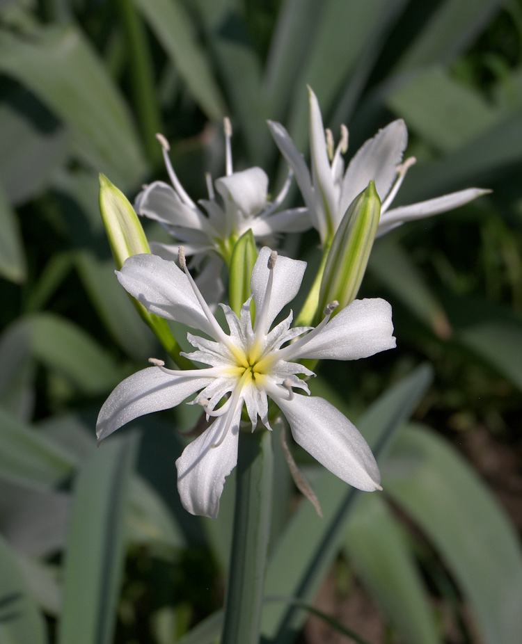 Image of Pancratium illyricum specimen.