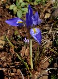 Iris subspecies carica