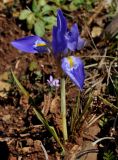 Iris unguicularis ssp. carica