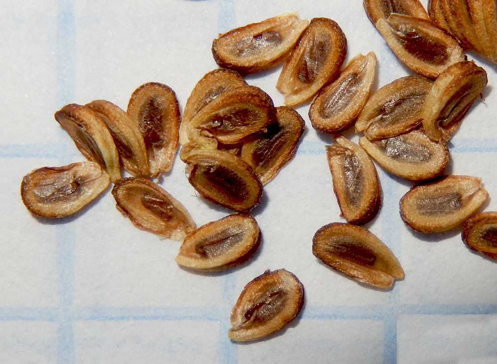 Image of Alisma lanceolatum specimen.