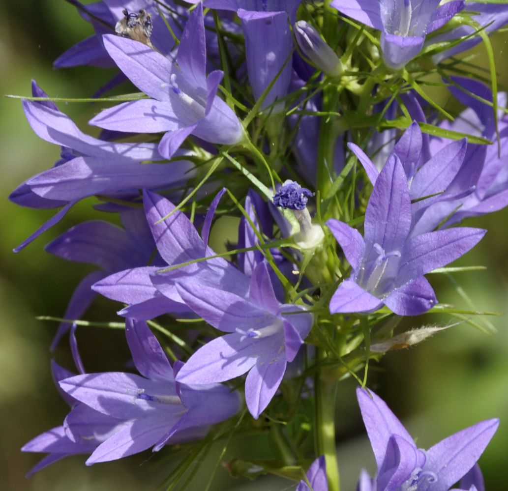 Image of Campanula rapunculus specimen.